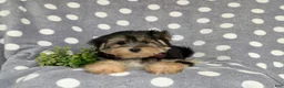 Morkie dogs for sale: Rafe 6 lbs Full Grown - Ad 7