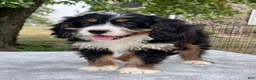 Bernedoodle dogs for sale: Annabell - Ad 4