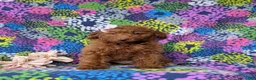 Mini Goldendoodle dogs for sale: Stella 10 lbs full grown - Ad 4