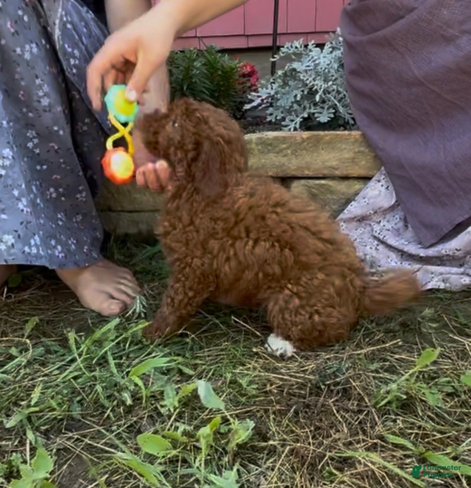 Mini Goldendoodle dogs Chrissy - Ad 1