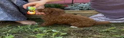 Mini Goldendoodle dogs for sale: Candy - Ad 18