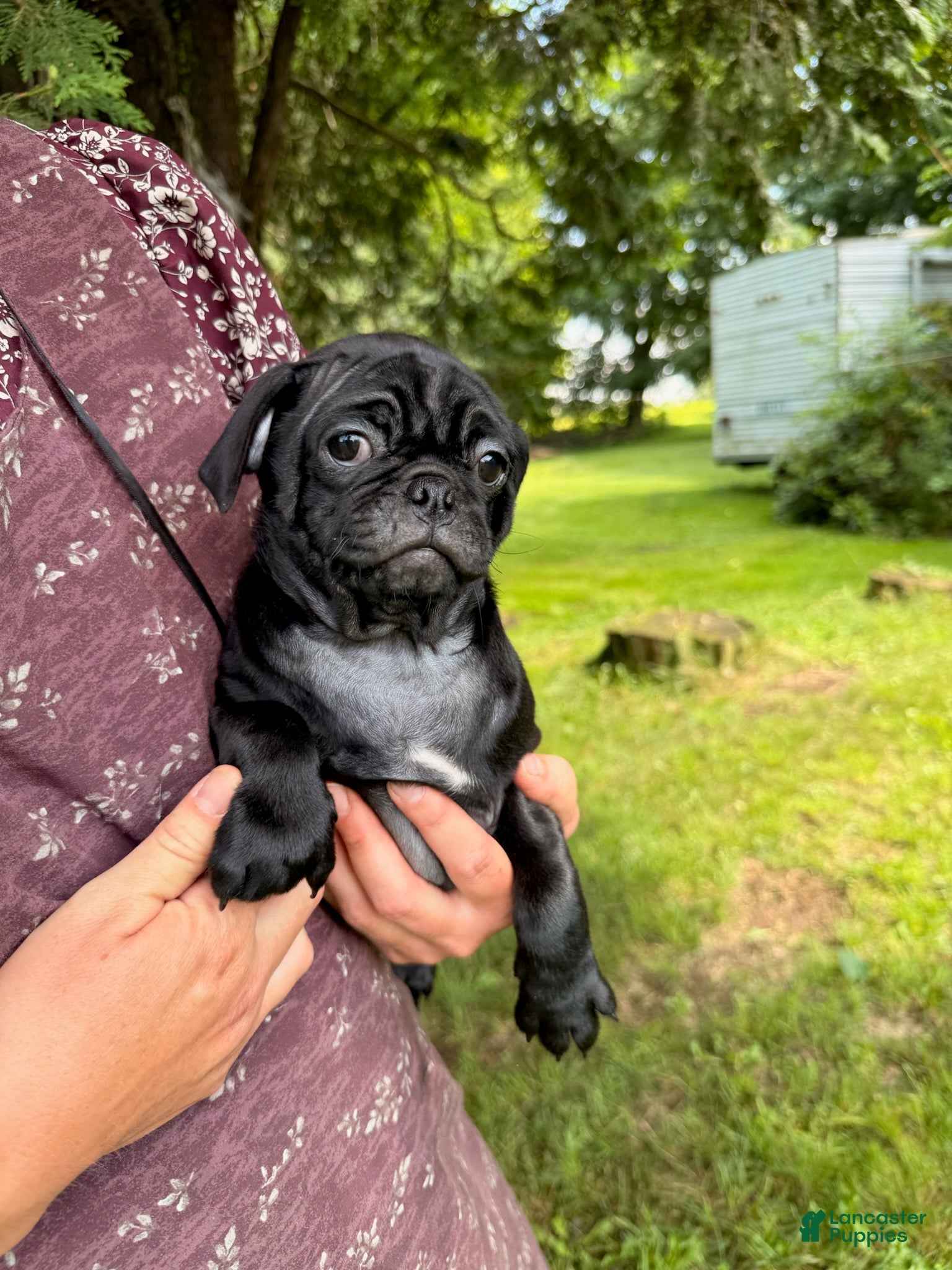 Pug dogs Pudge - Ad 1