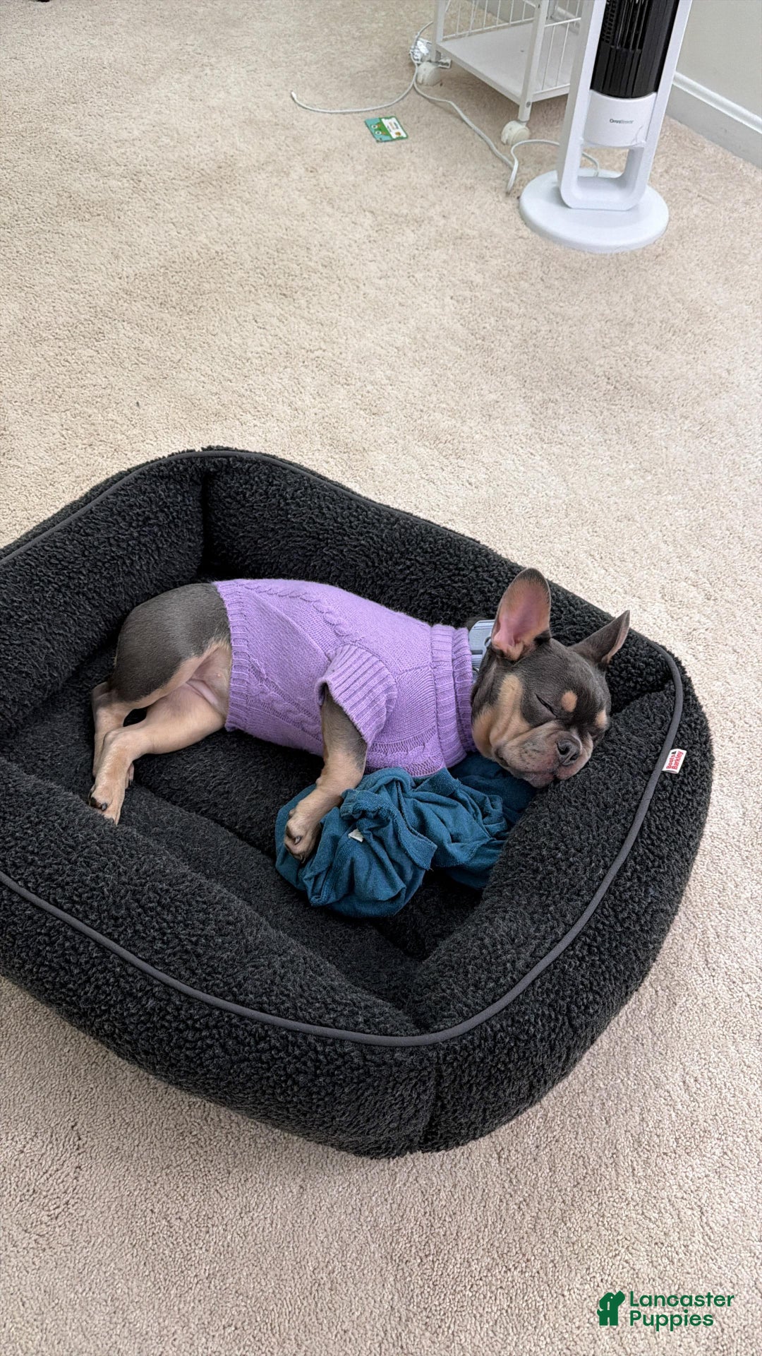 French Bulldog dogs for sale: French Bulldog Puppy Tri Color Female - Ad 5