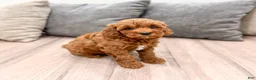 Mini Goldendoodle dogs for sale: Allie - Ad 8