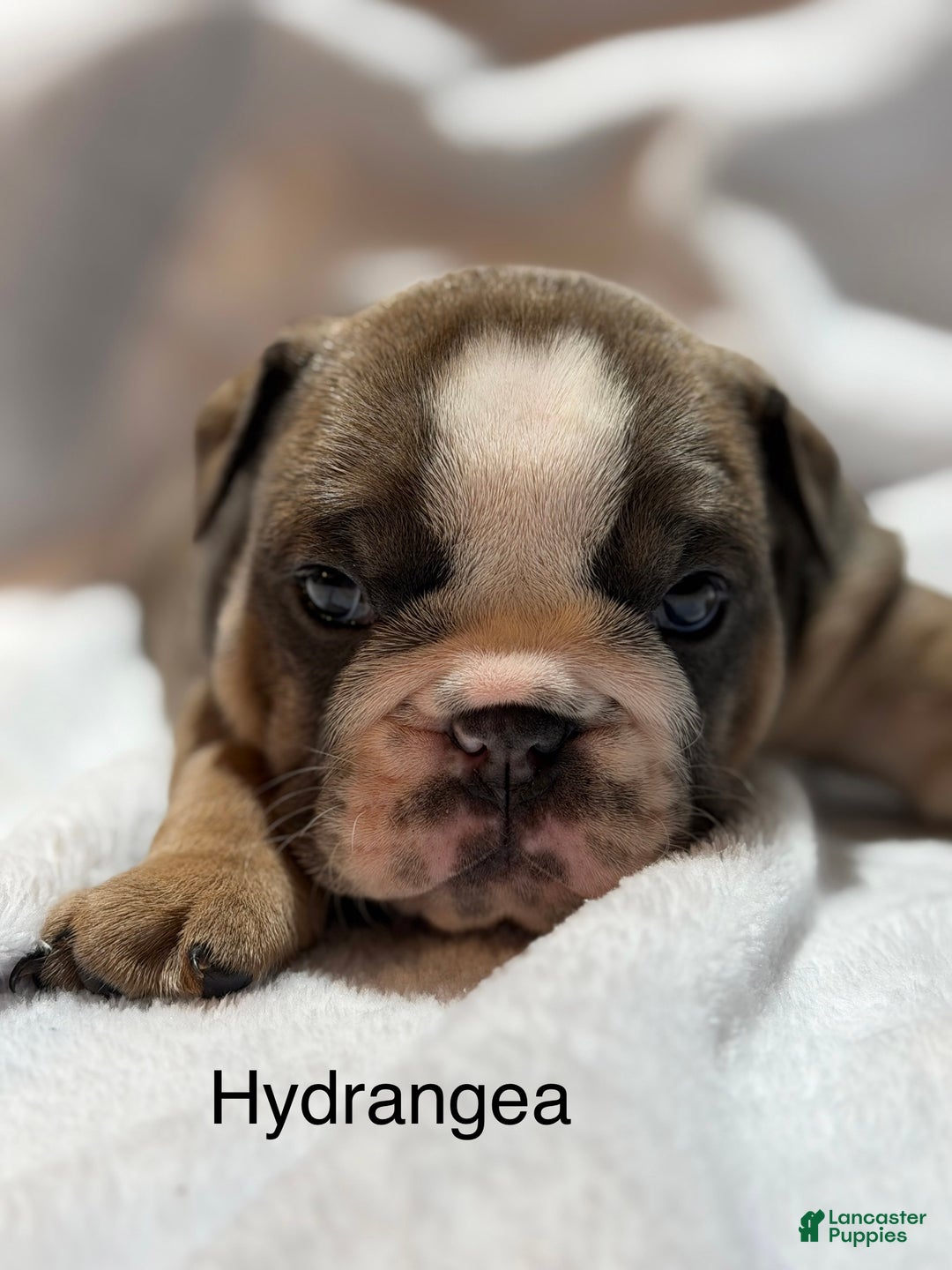 English Bulldog dogs for sale: English Bulldog Puppy 4 - Ad 5