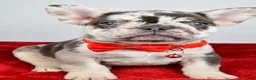 French Bulldog dogs for sale: Otis  - Ad 5