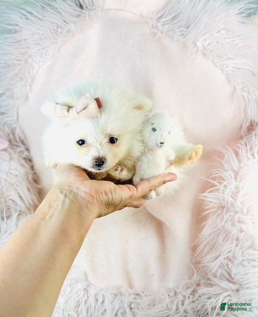 Pomeranian dogs Teacup Pomeranian Puppy 1 - Ad 11