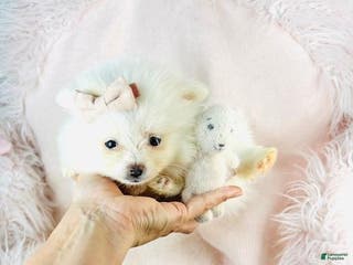 Pomeranian dogs Teacup Pomeranian Puppy 1 - Ad 6