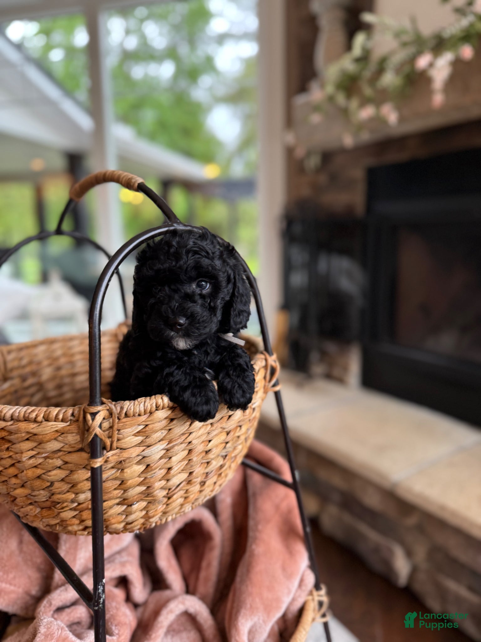 Cavapoo dogs Anchor - Ad 2