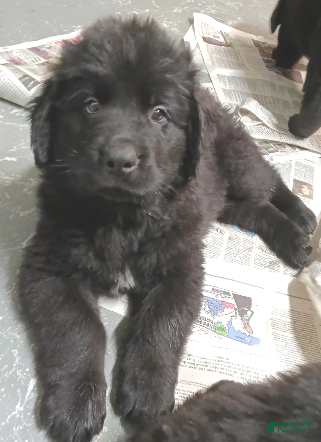 Newfoundland dogs for sale: Remi - Ad 2
