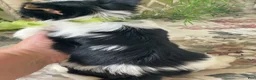 Biewer Terrier dogs for sale: Waldo - Ad 5