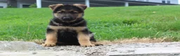 German Shepherd dogs for sale: Echo  - Ad 6
