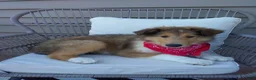 Collie dogs for sale: Milo - Ad 4