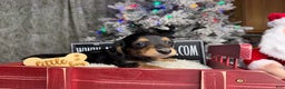 Miniature Dachshund dogs for sale: Import Akc PRA clear - Ad 13