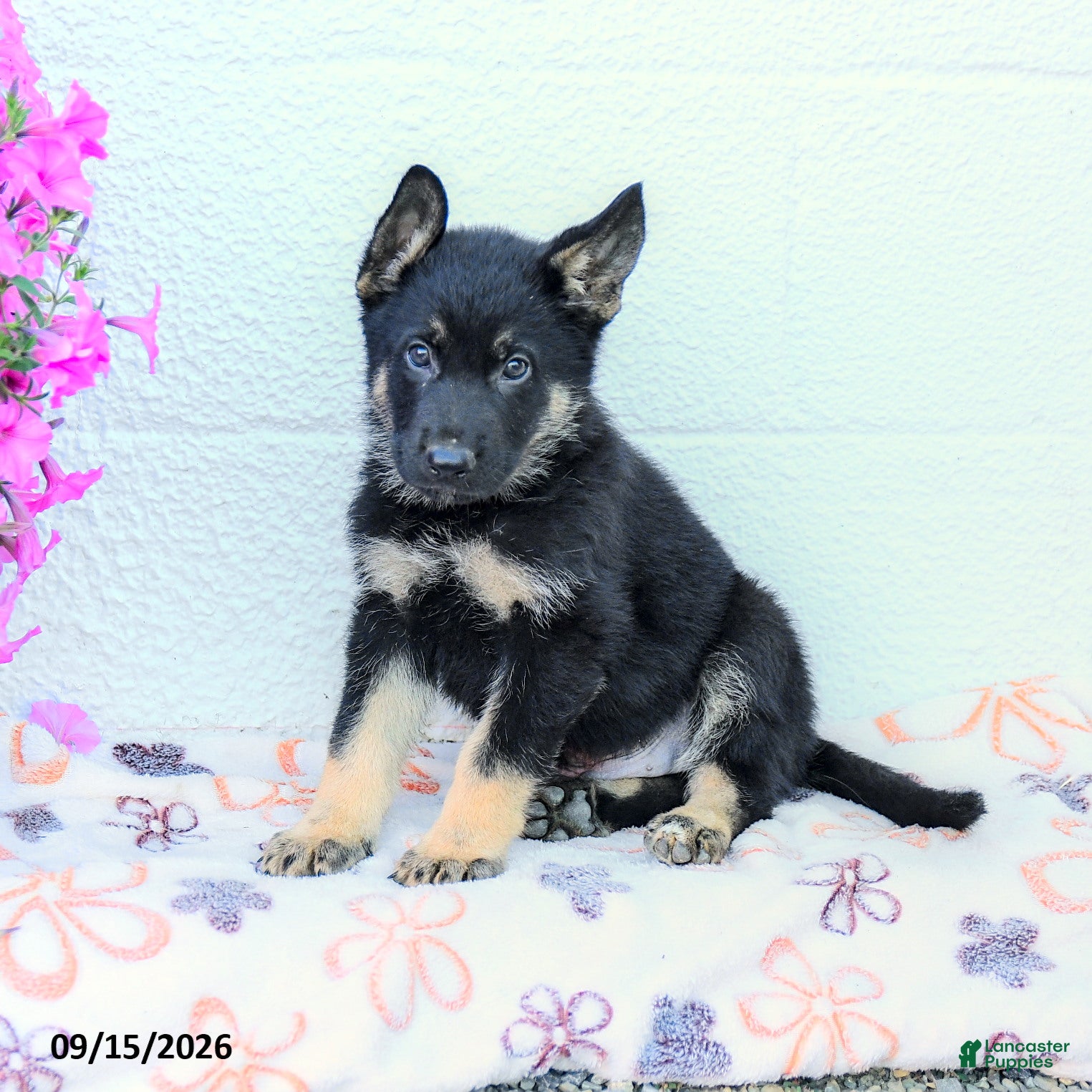 German Shepherd dogs Atlas - Ad 2