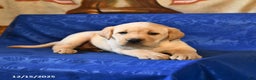 Labrador Retriever dogs for sale: Harper - Ad 2