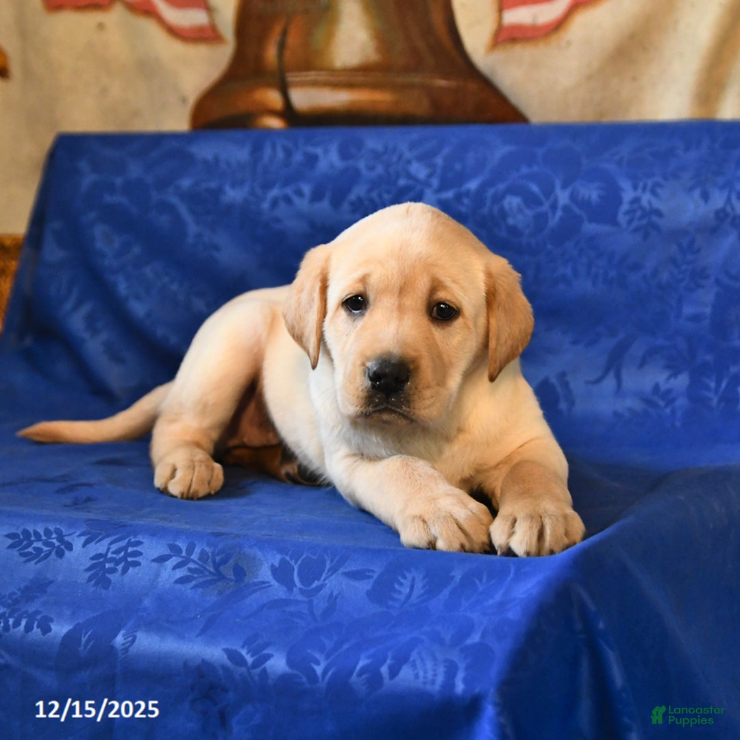 Labrador Retriever dogs for sale: Harper - Ad 2