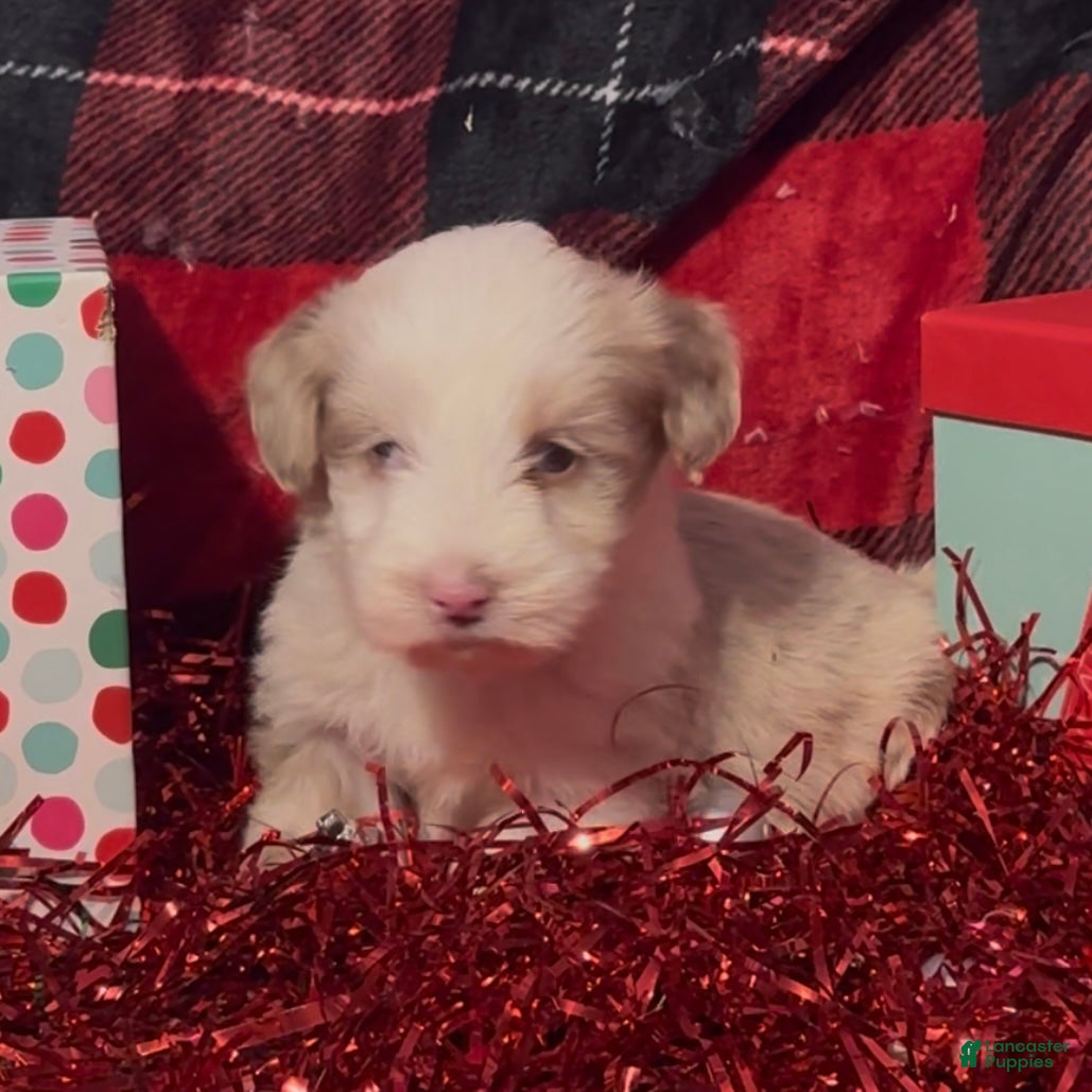 Mini Goldendoodle dogs El - Ad 26