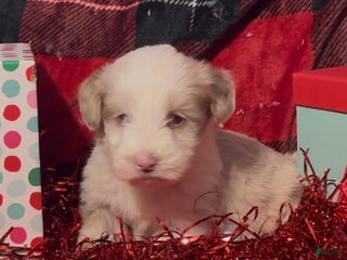 Mini Goldendoodle dogs El - Ad 26