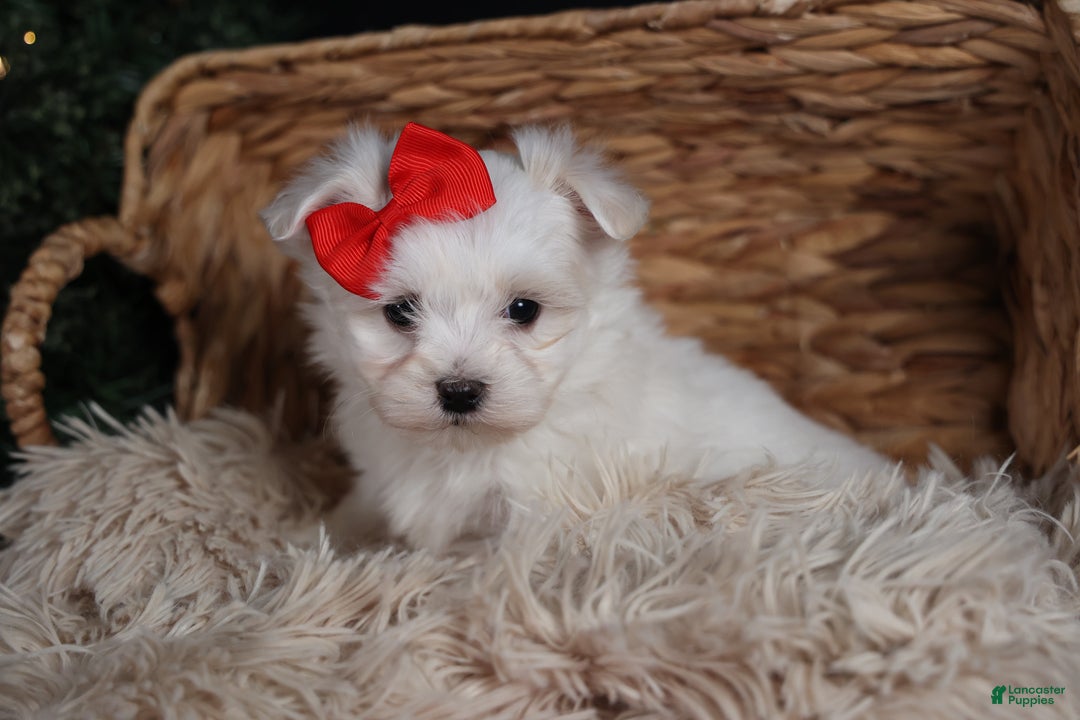 Maltese dogs for sale: ACE - Ad 6