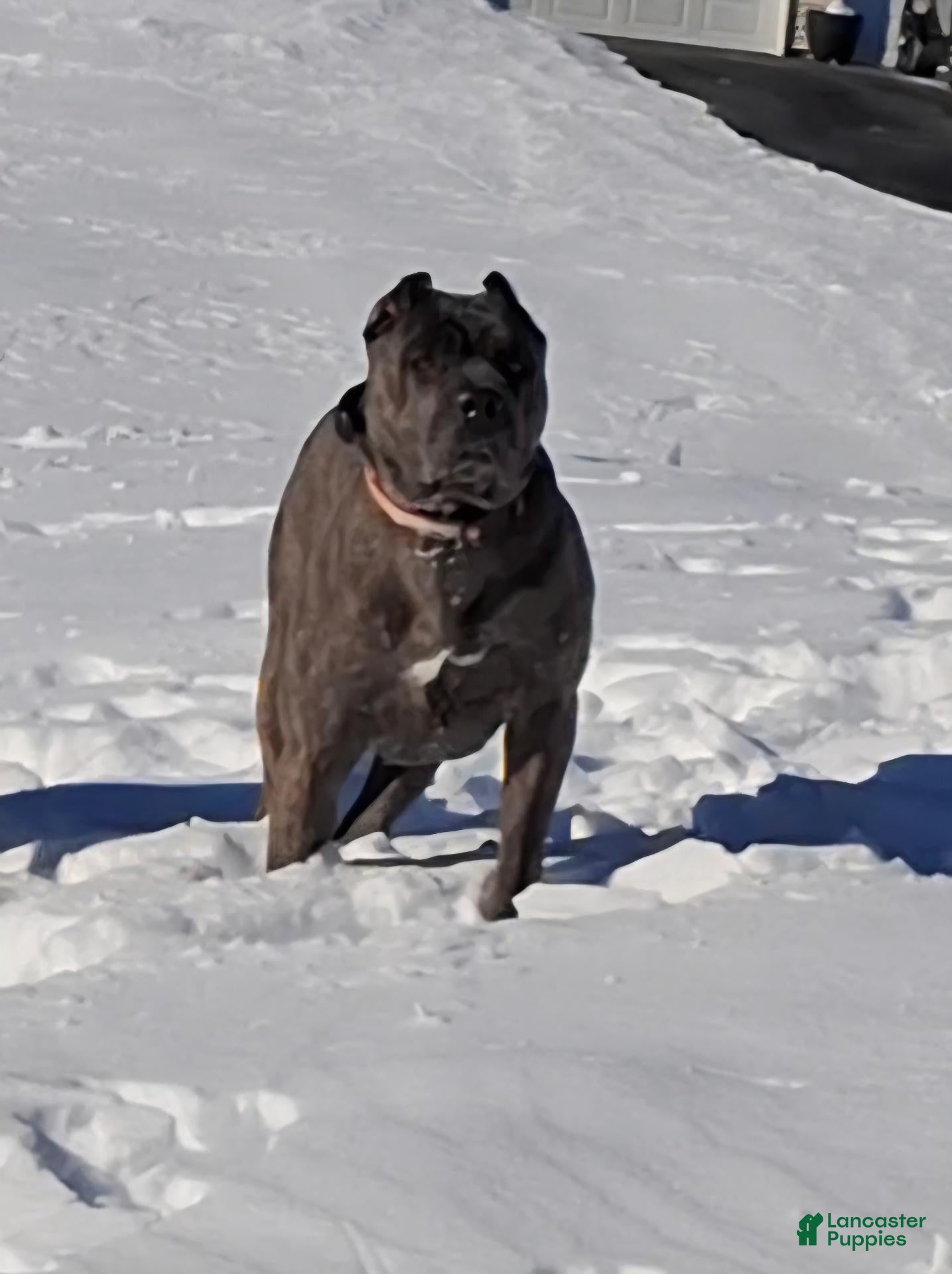 Cane Corso dogs Cane Corso 4 - Ad 2