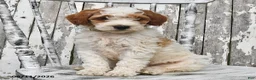 Goldendoodle dogs for sale: Lass   - Ad 10