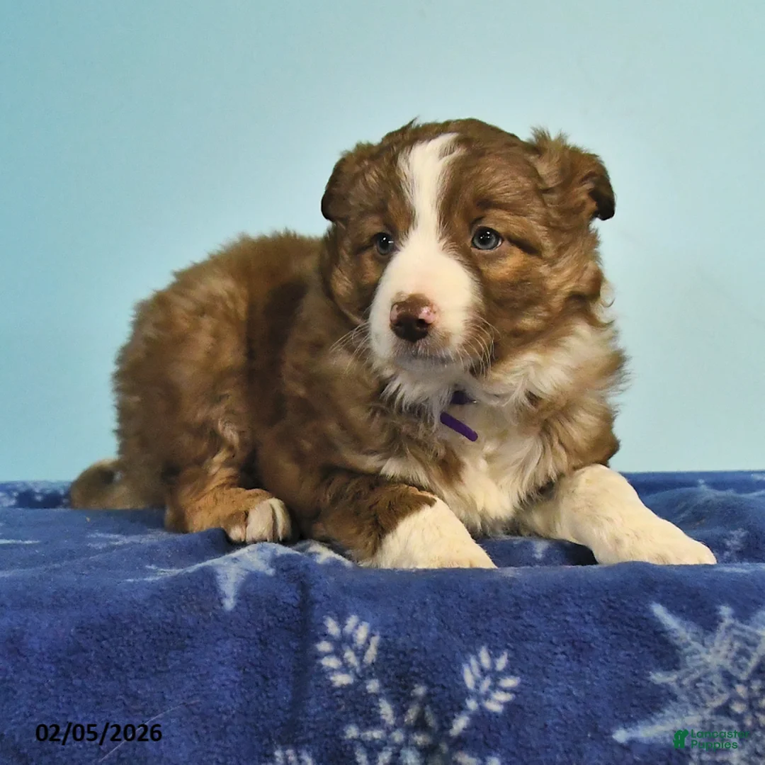 Mixed Breed dogs for sale: Lilac - Ad 3