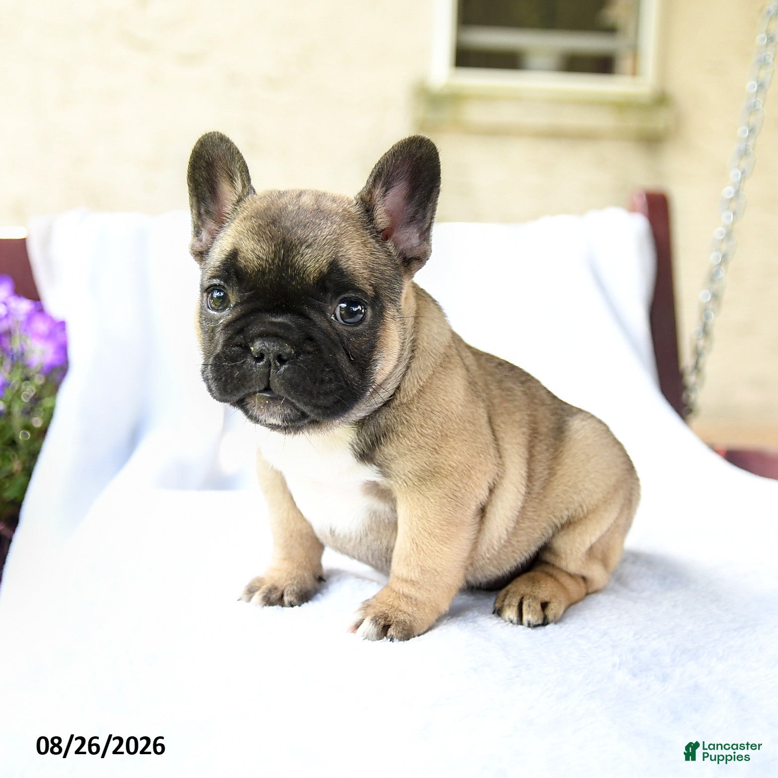 French Bulldog dogs for sale: Kayla Extra Small - Ad 4