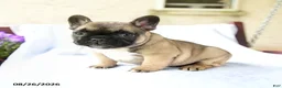French Bulldog dogs for sale: Kayla Extra Small - Ad 1