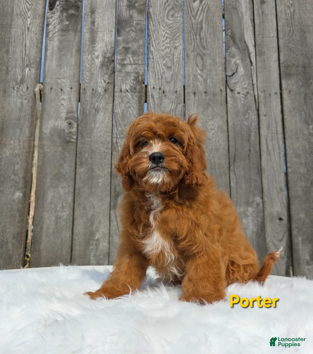 Cavapoo dogs for sale: Porter  - Ad 2