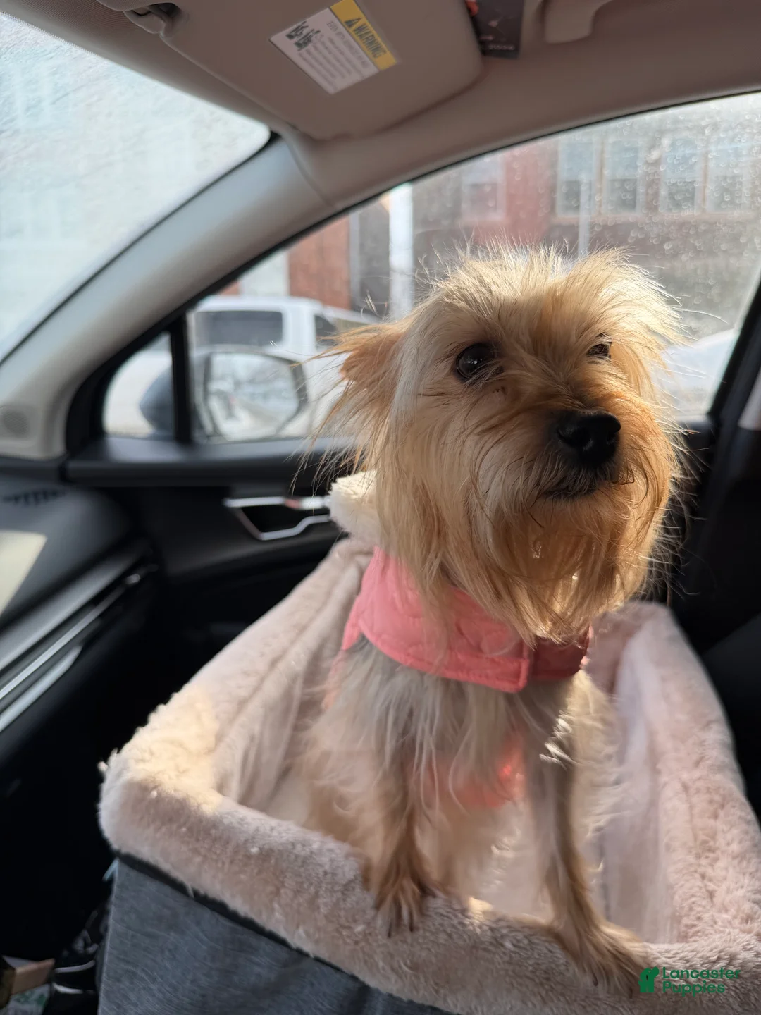 Silky Terrier dogs for sale: Silky Terrier Puppy 1 - Ad 2