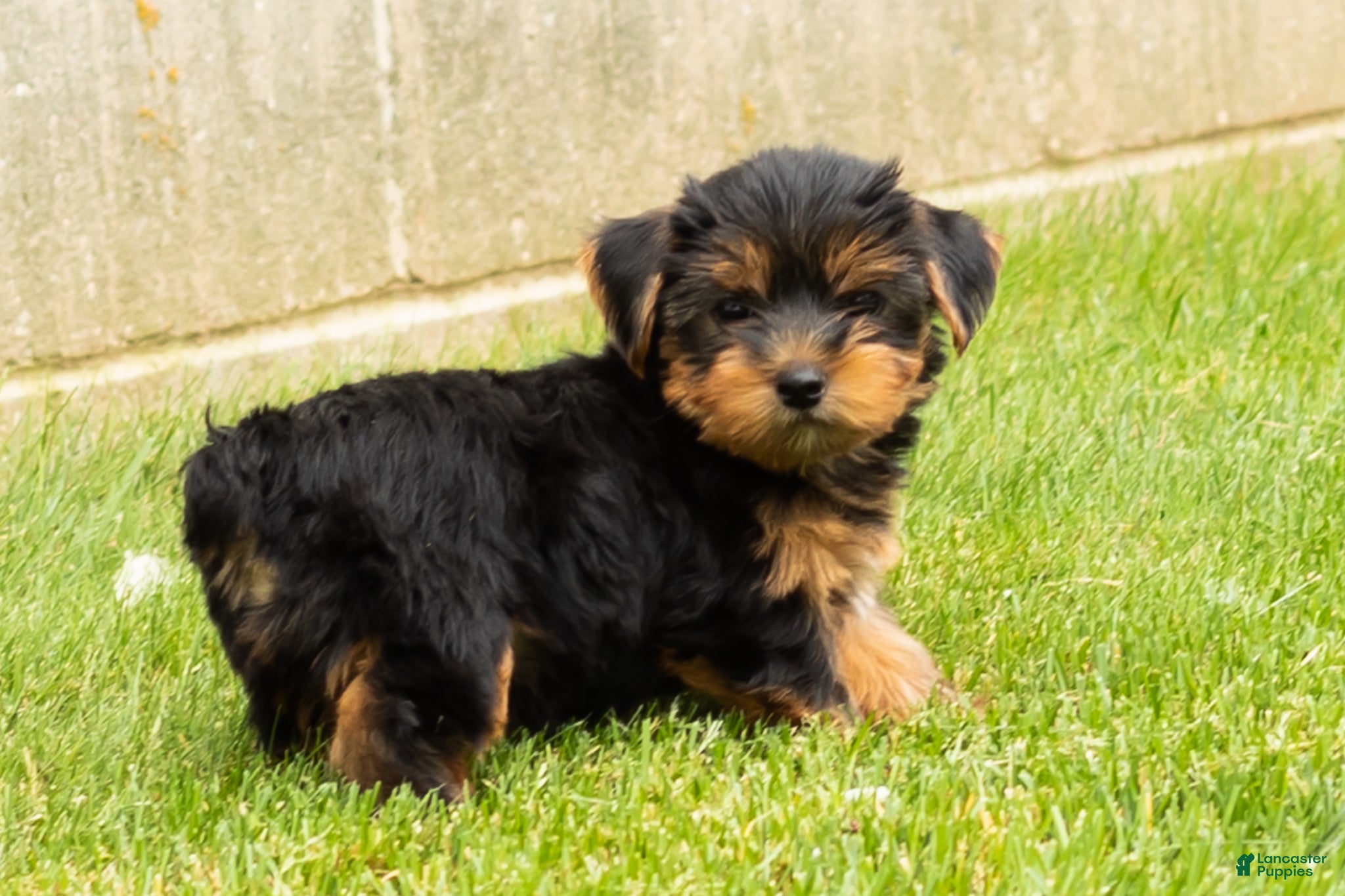 Yorkshire Terrier dogs for sale: Mike  - Ad 1