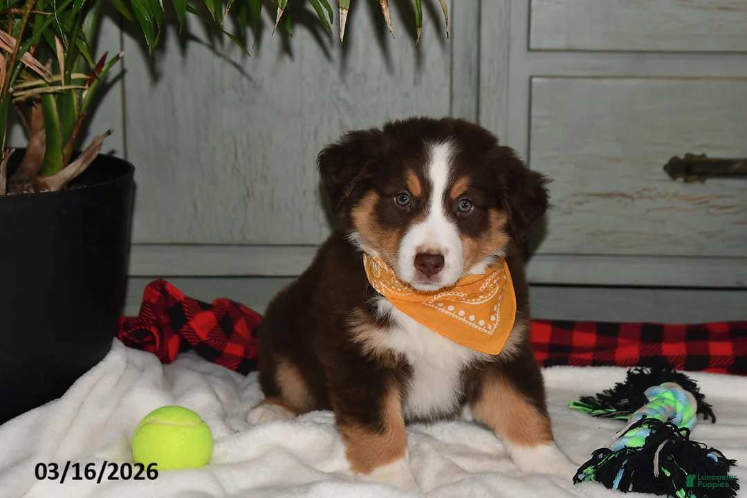 Australian Shepherd dogs for sale: Leo - Ad 1
