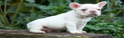 French Bulldog dogs for sale:  Fiona Rose🎀 - Ad 7