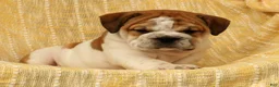 English Bulldog dogs for sale: Captain - Ad 4