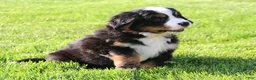 Bernese Mountain Dog dogs for sale: Timber - Ad 3