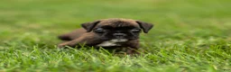 Boxer dogs for sale: Lisa Boxer Puppy  - Ad 5