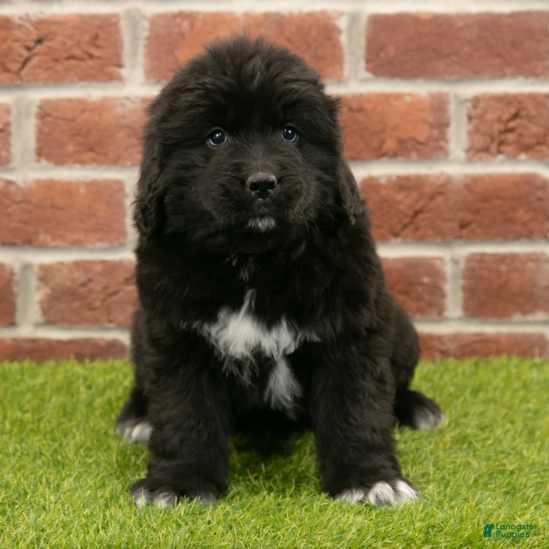 Newfoundland dogs for sale: Candy - Ad 1