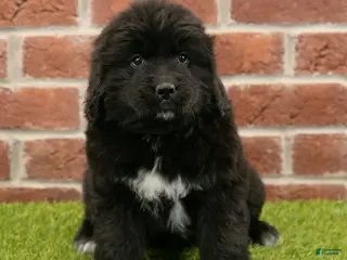 Newfoundland dogs Candy - Ad 32