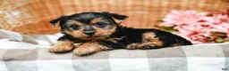 Yorkshire Terrier dogs for sale: Mack - Ad 3