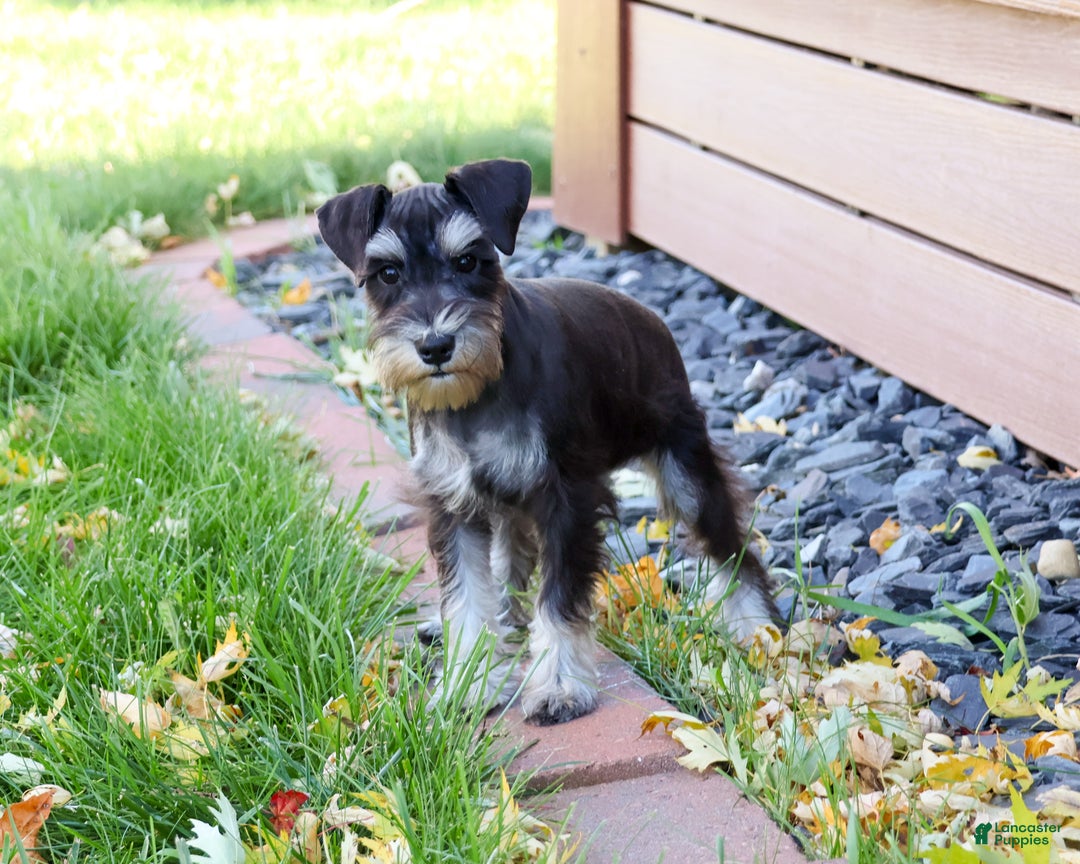 Miniature Schnauzer dogs for sale: Mercy - Ad 1