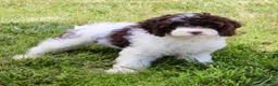 Cockapoo dogs for sale: Ace - Ad 4