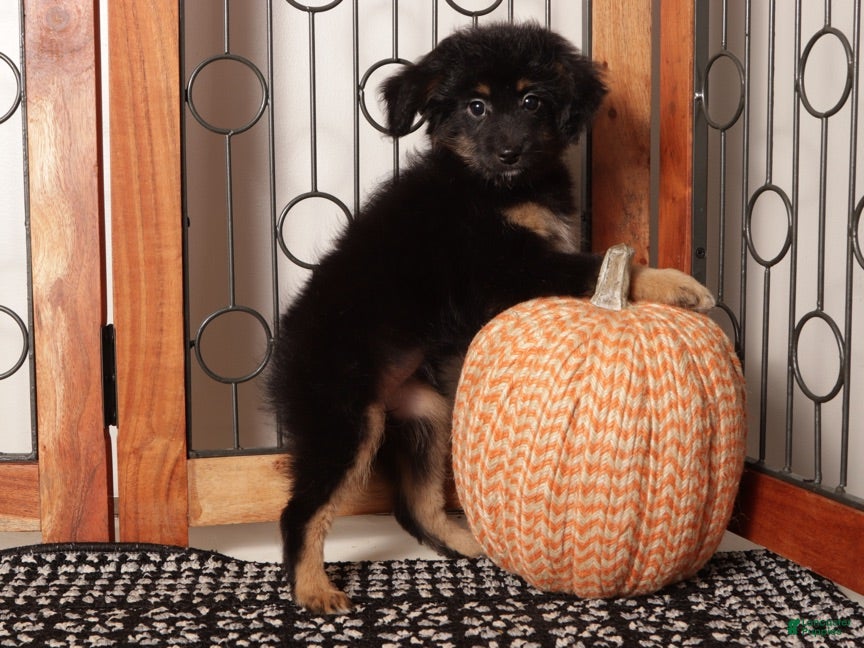 Mini Aussiedoodle dogs Amber Perfect Mini Aussie Poo  - Ad 2