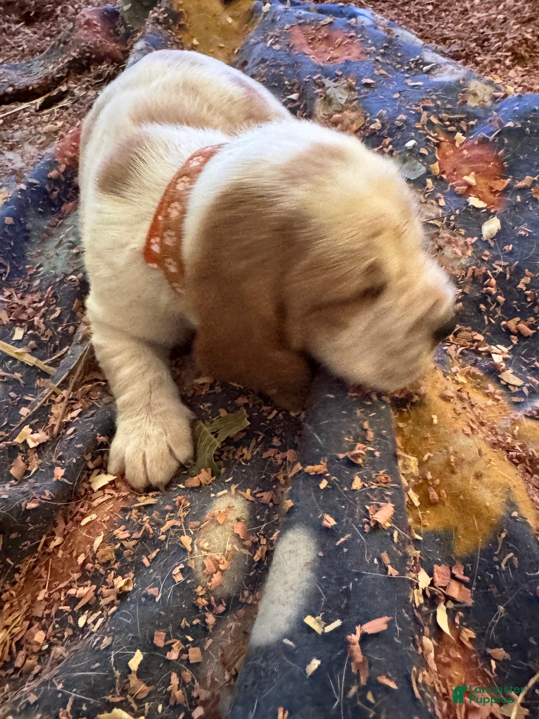 Basset Hound dogs for sale: Basset Hound Puppy 2 - Ad 3