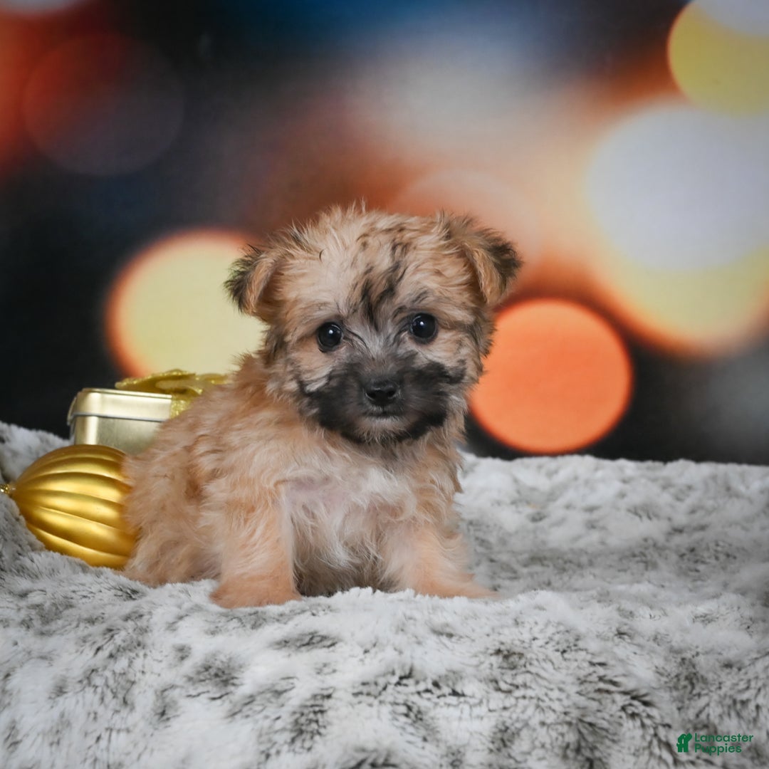 Morkie dogs for sale: Millie - Ad 1