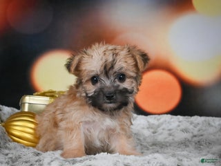 Morkie dogs Millie - Ad 6