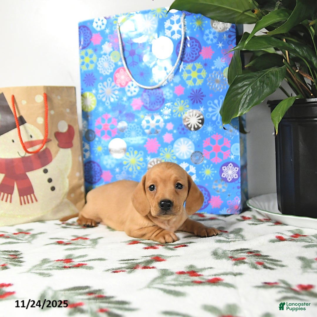 Miniature Dachshund dogs for sale: Travis - Ad 3