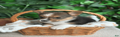 Tricolor Male - Donnatello