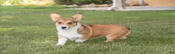 Welsh Corgi Pembroke dogs for sale: Olivia - Ad 4