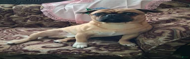 Pug Puppy 2